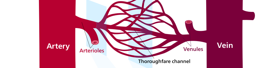 Doorsnede van een slagader (Artery, links, dikke gespierde wand) en een ader (Vein, rechts, dunnere wand), verbonden via haarvaten